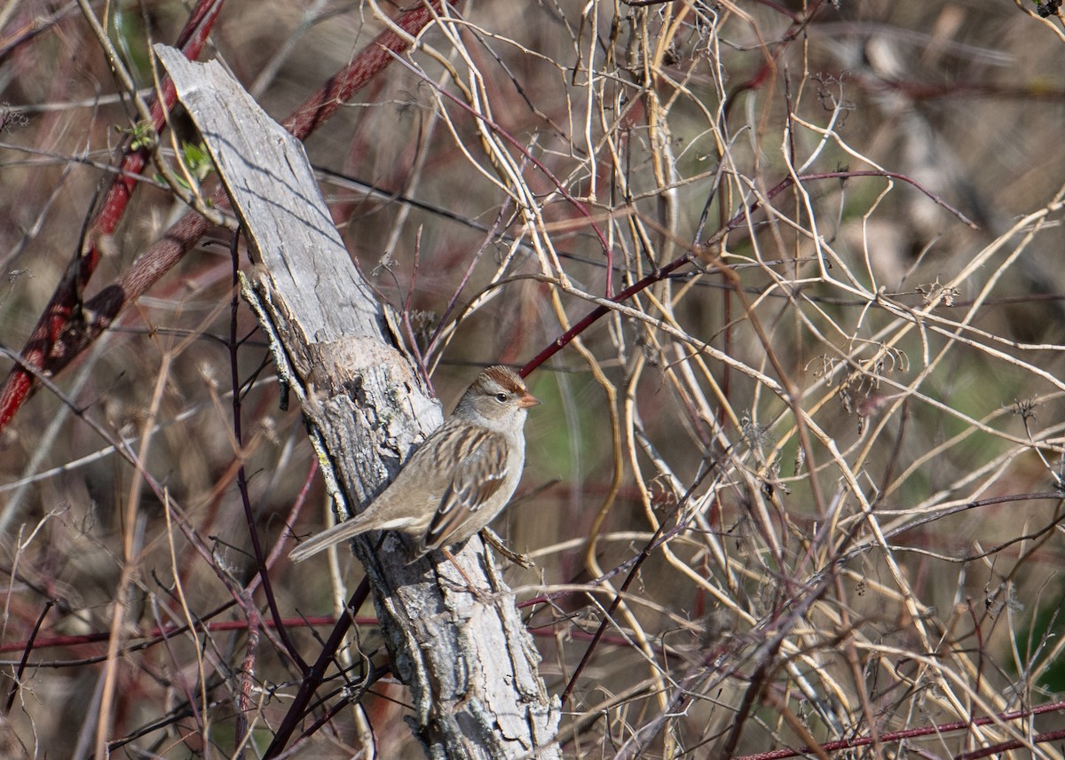 White-crowned Sparrow - ML611159749
