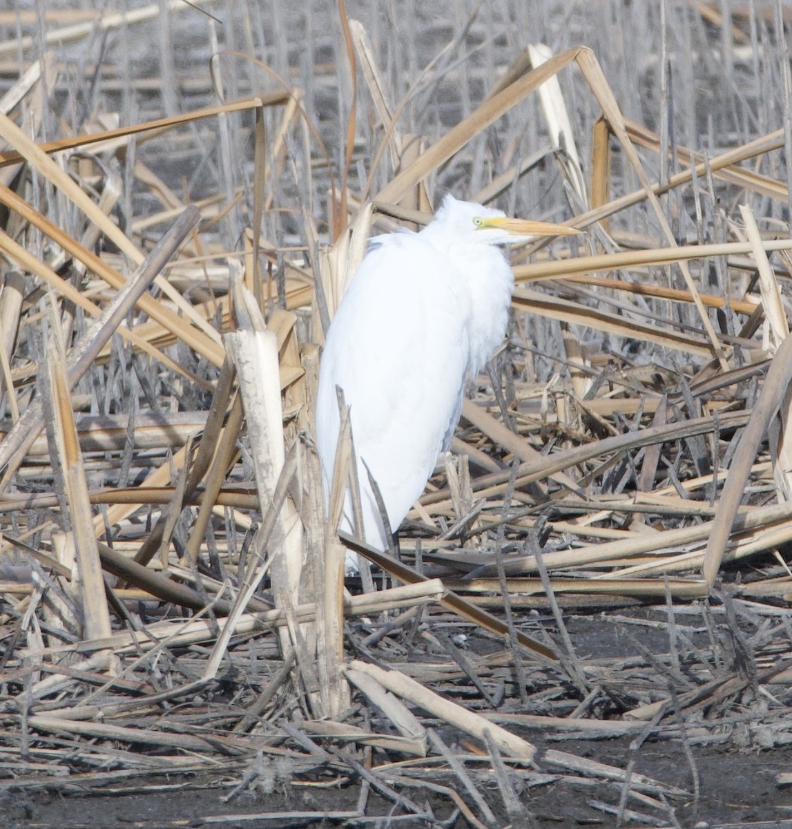 Great Egret - Tim Ray