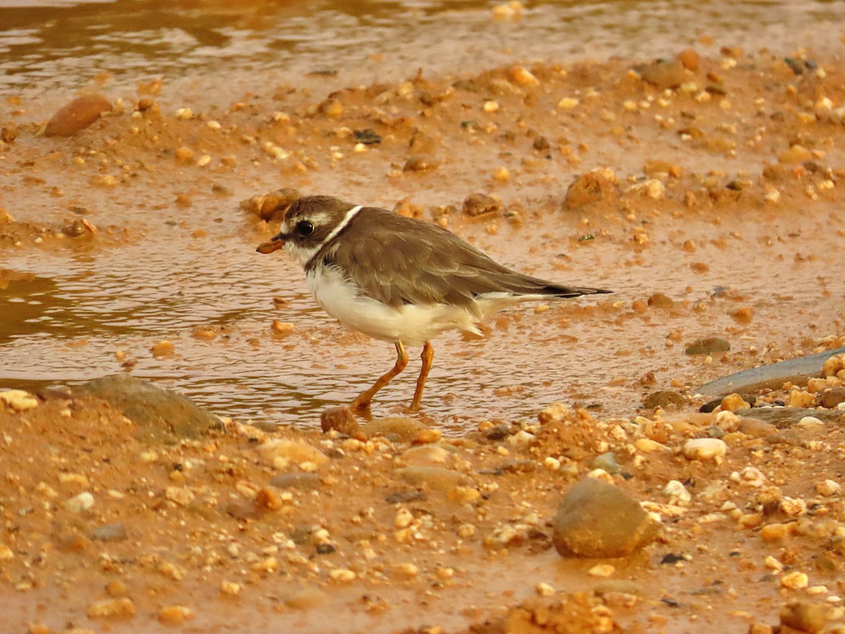 Semipalmated Plover - ML611159976