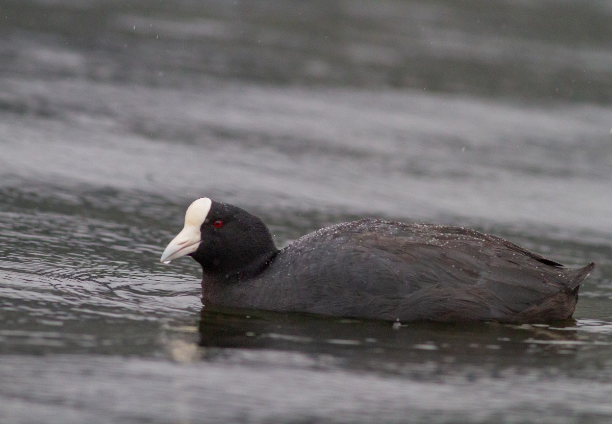 Slate-colored Coot - ML611160043