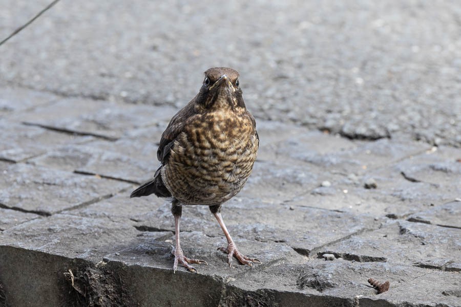 Eurasian Blackbird - Sandra Rosenhouse