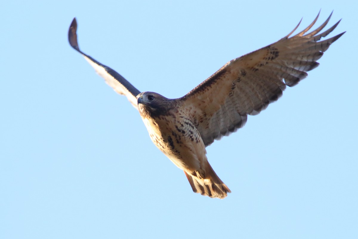 Red-tailed Hawk - Robert Mercer