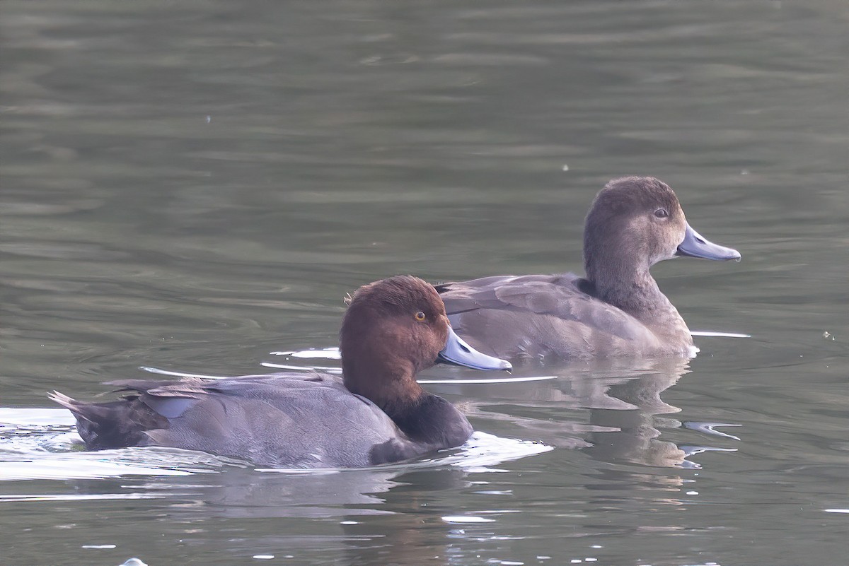 Redhead - David Lawrence