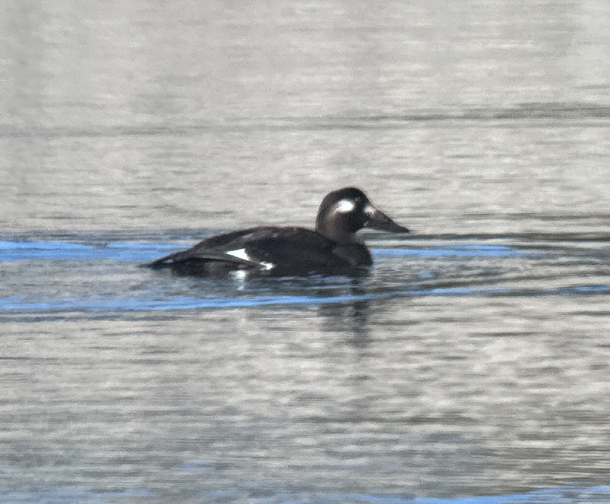 White-winged Scoter - ML611160344