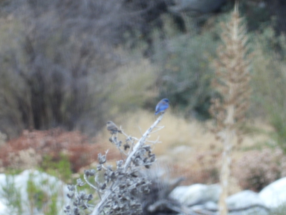 Western Bluebird - ML611160377