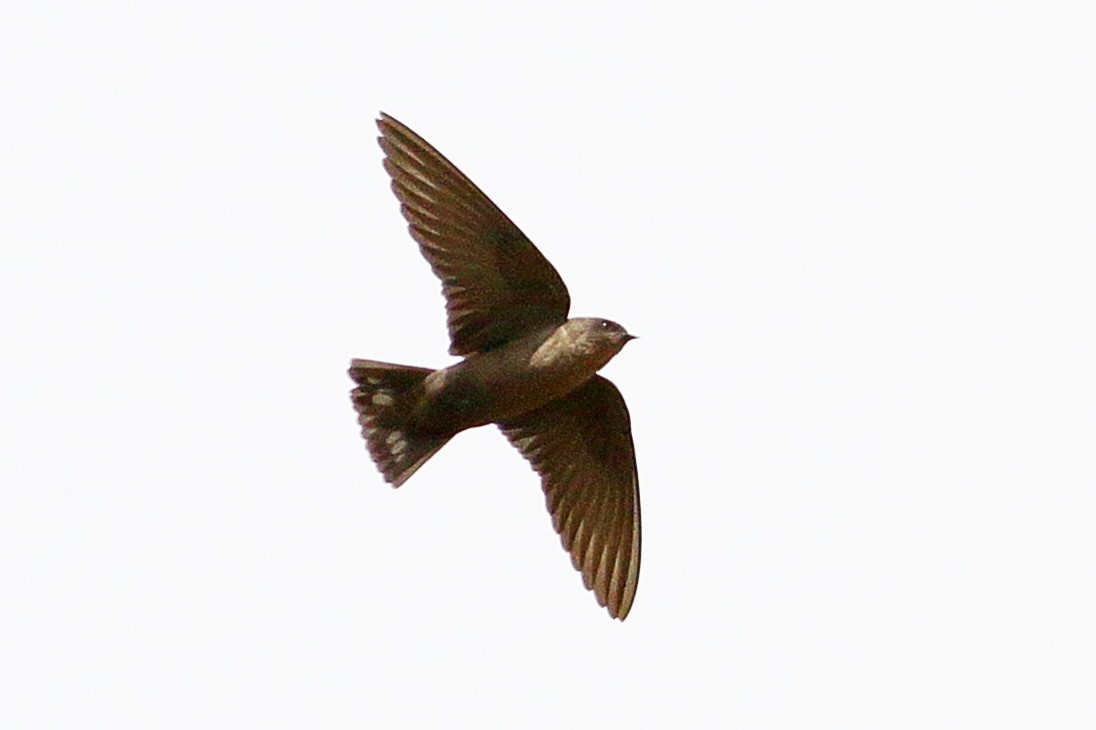 Dusky Crag-Martin - ML611160401