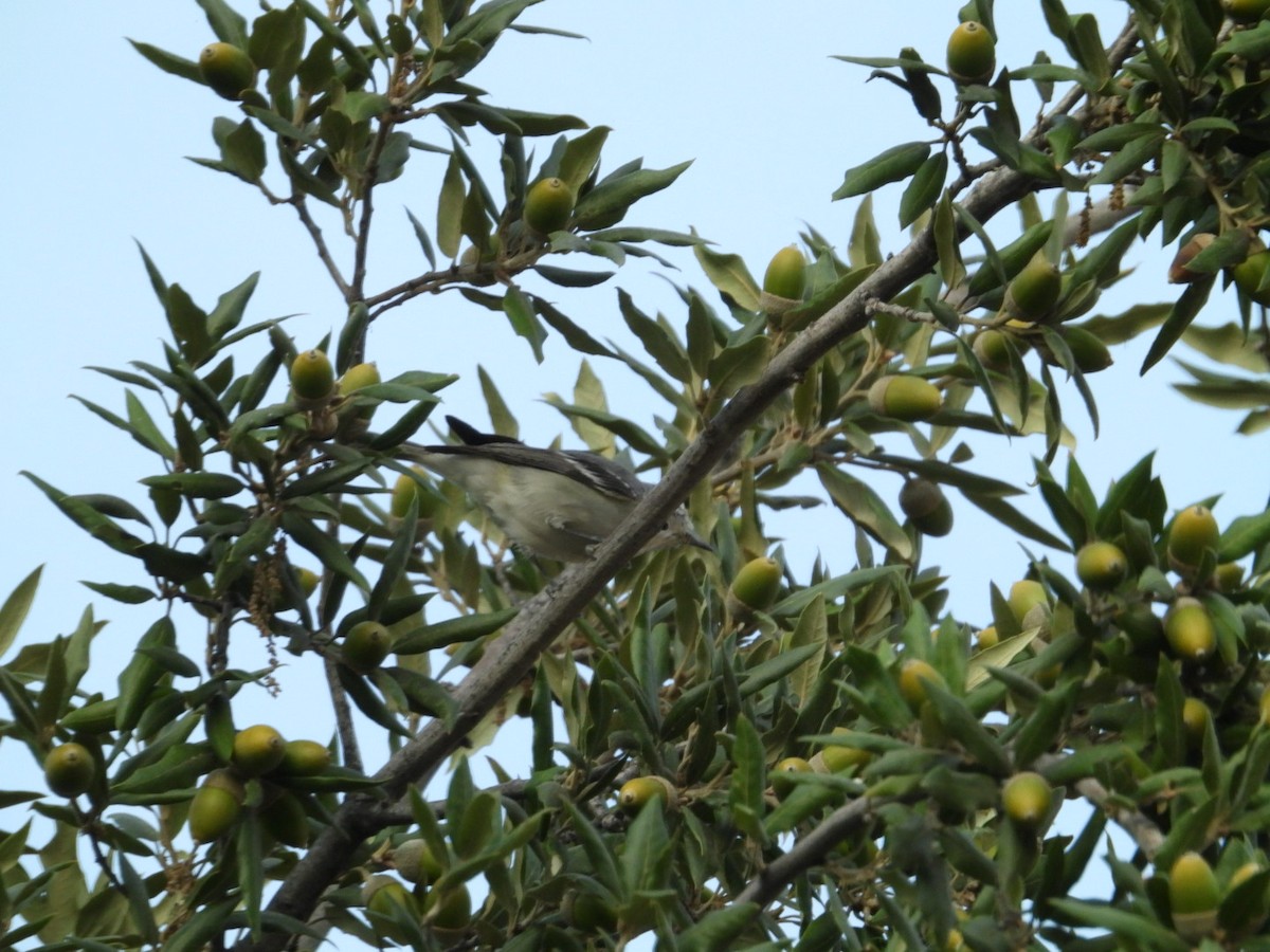 Plumbeous Vireo (Plumbeous) - John Amoroso