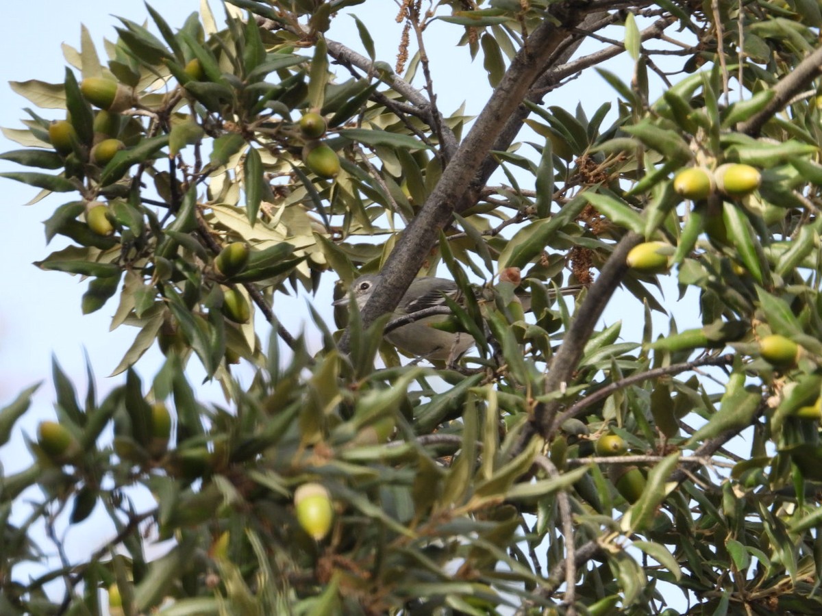 Kurşuni Vireo (plumbeus/gravis) - ML611160423