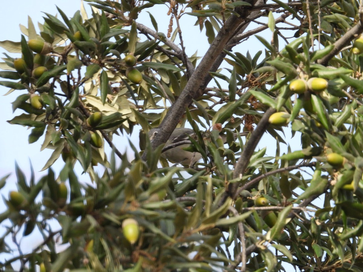 Kurşuni Vireo (plumbeus/gravis) - ML611160424