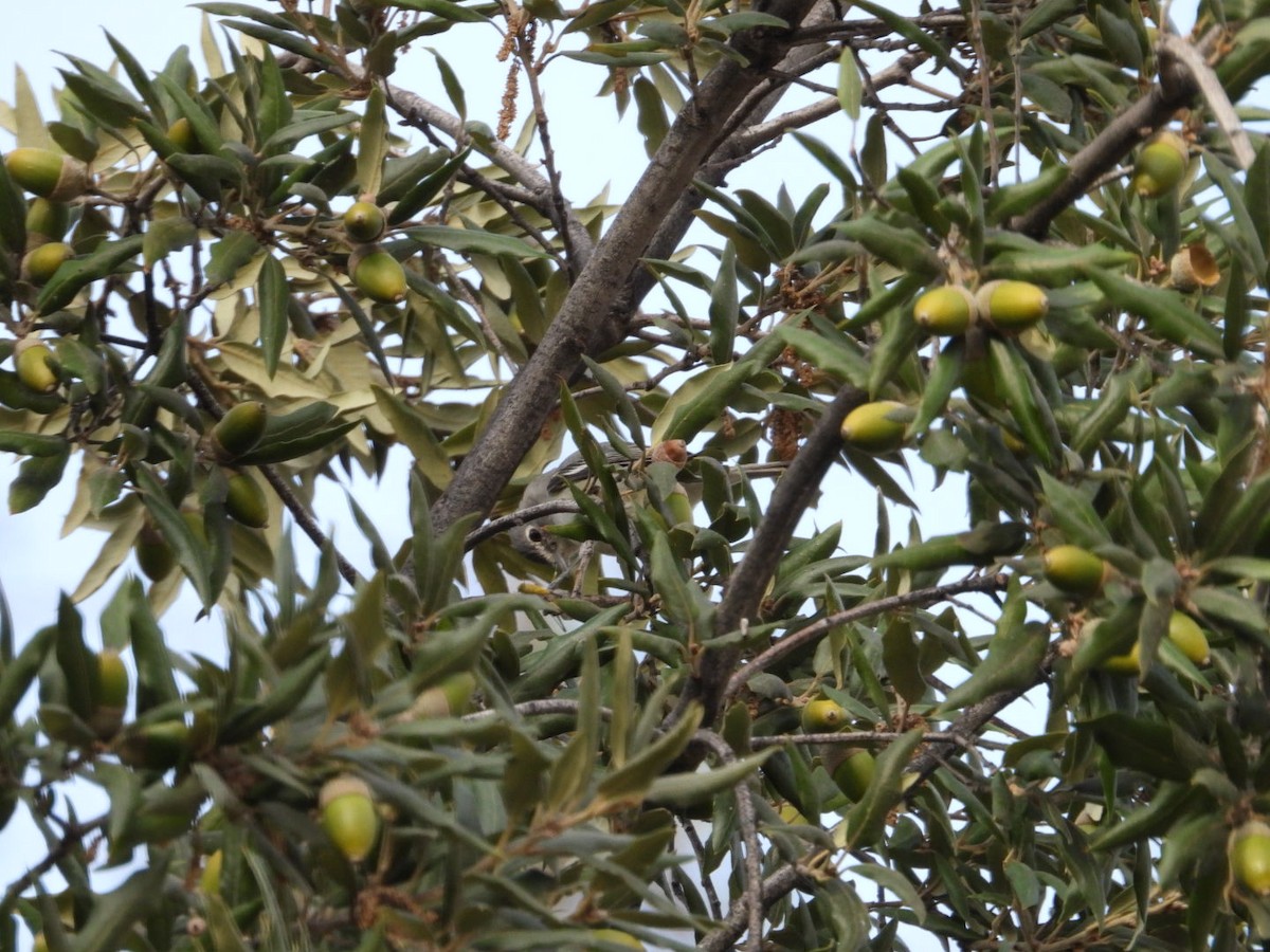 Plumbeous Vireo (Plumbeous) - ML611160425