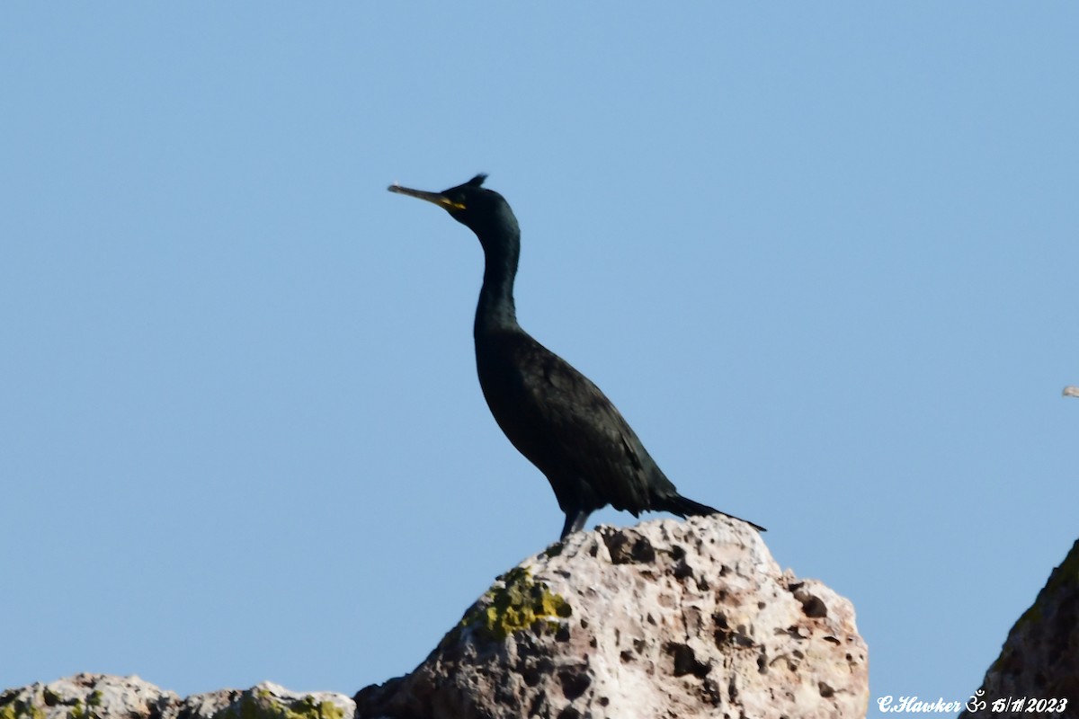 European Shag - ML611160453