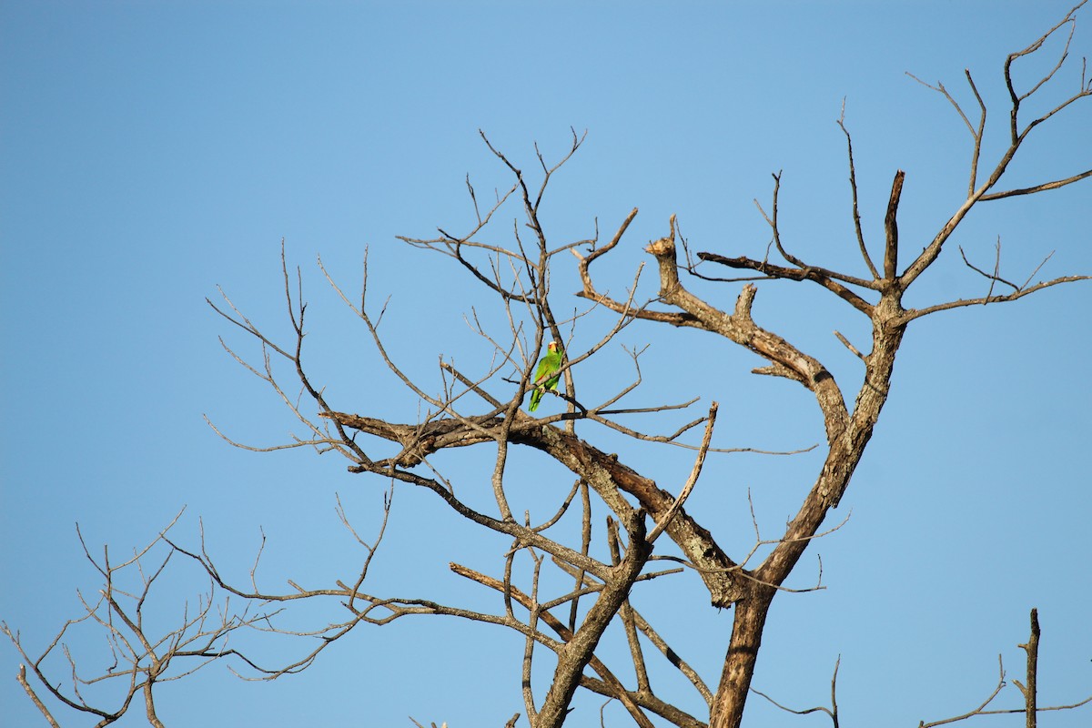 White-fronted Parrot - ML611160467