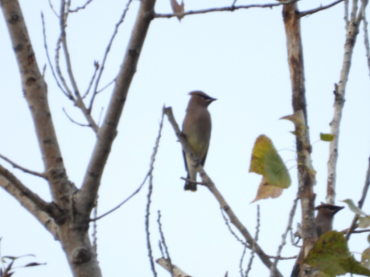 Cedar Waxwing - ML611160486