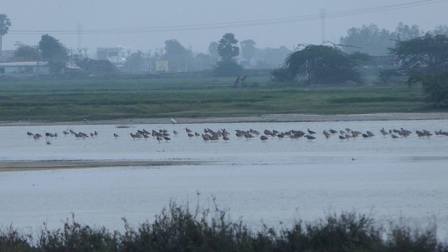 Eurasian Curlew - ML611160521