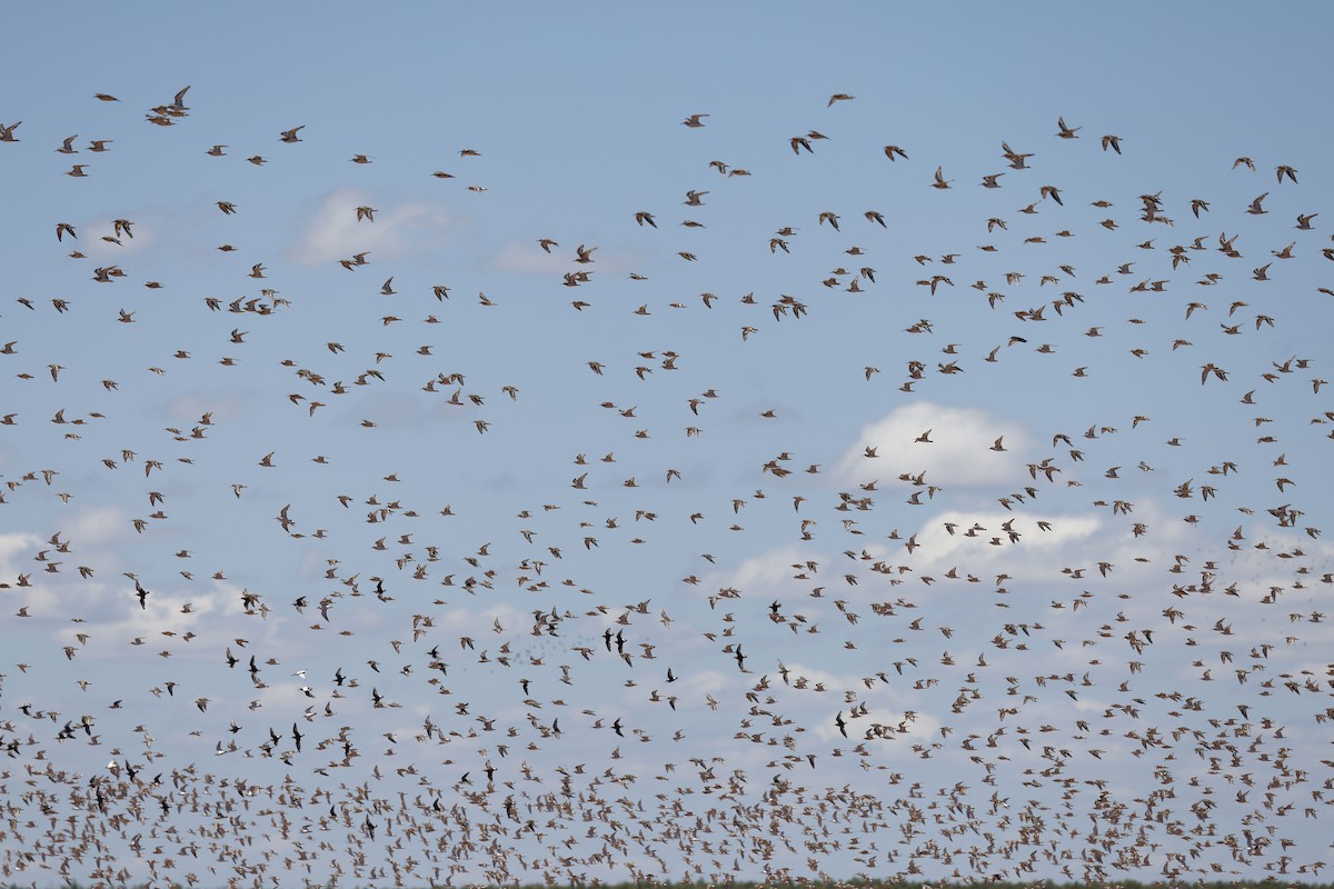 Curlew Sandpiper - Daniel Branch