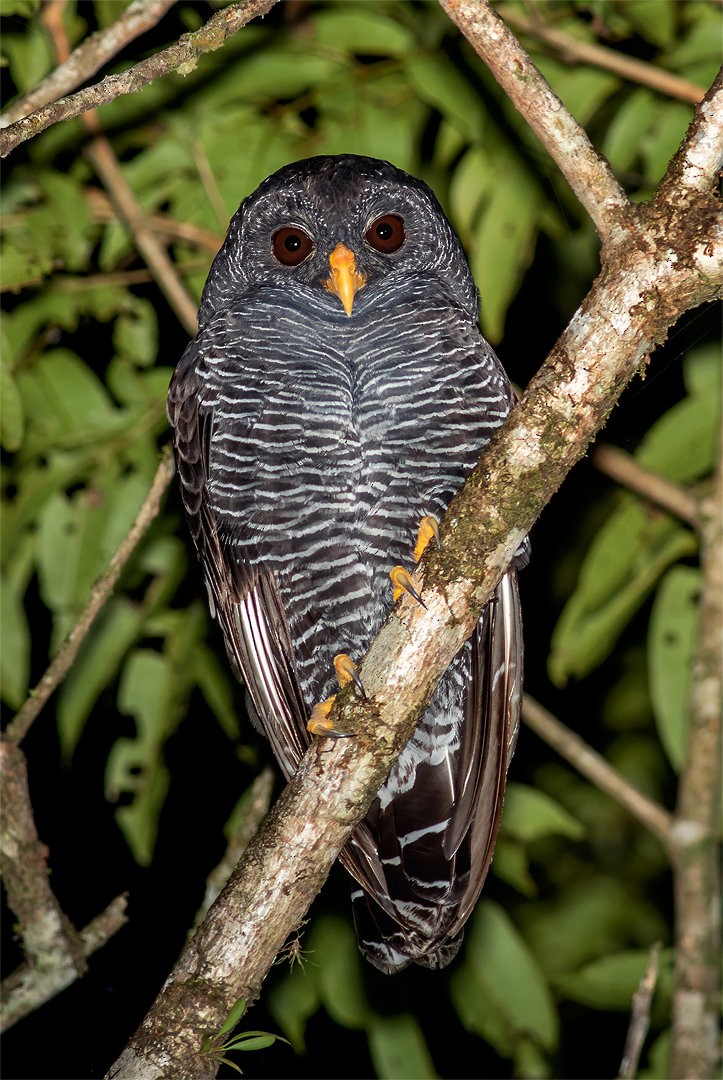 Black-banded Owl - ML611160587