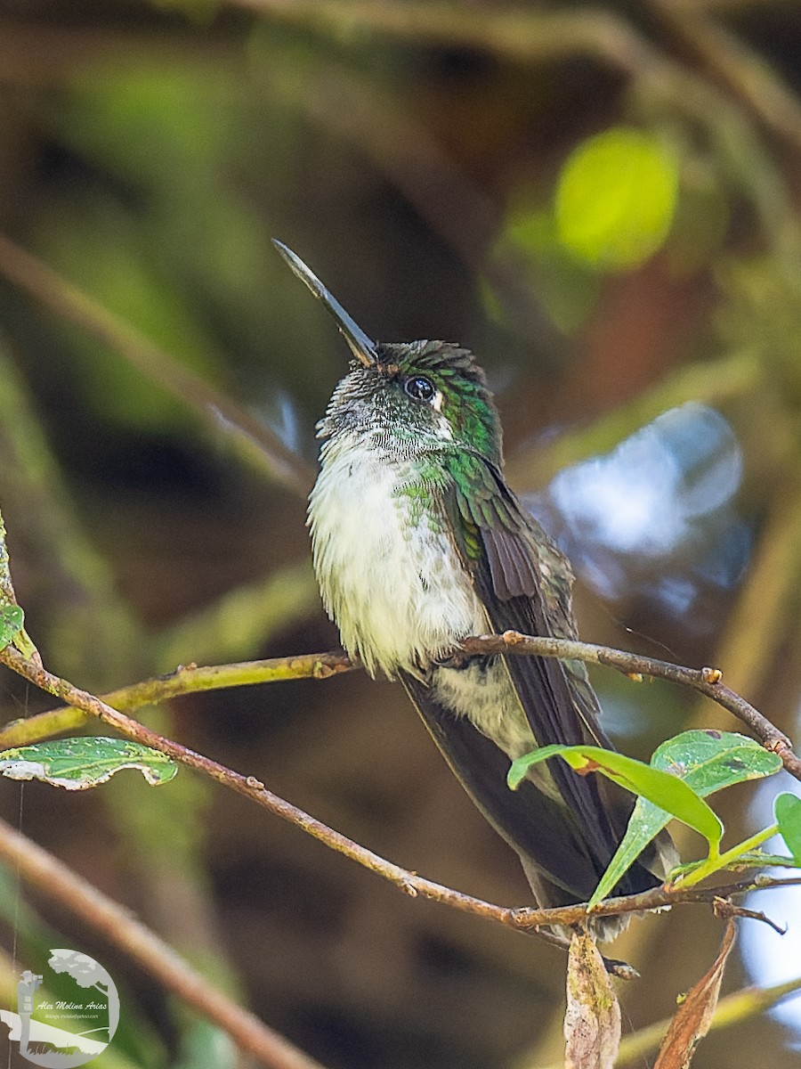 Colibrí Gorjivioleta - ML611160675