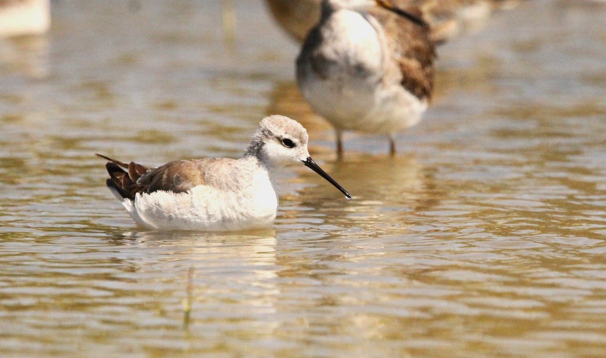 Wilson's Phalarope - Simon Davies