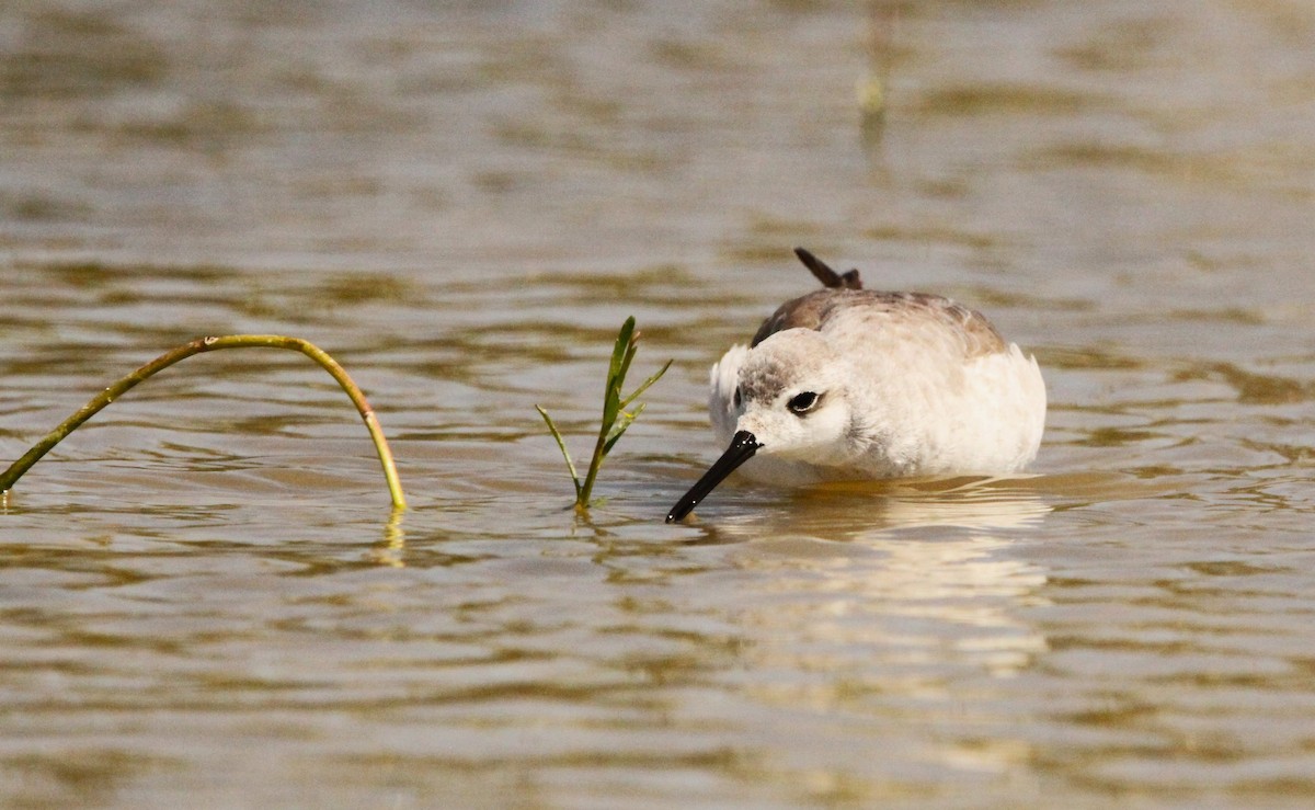 Wilson's Phalarope - ML611160790