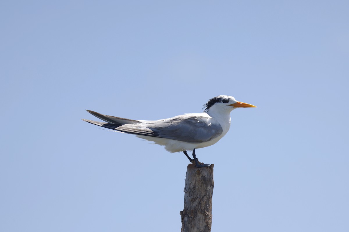 Lesser Crested Tern - ML611160830