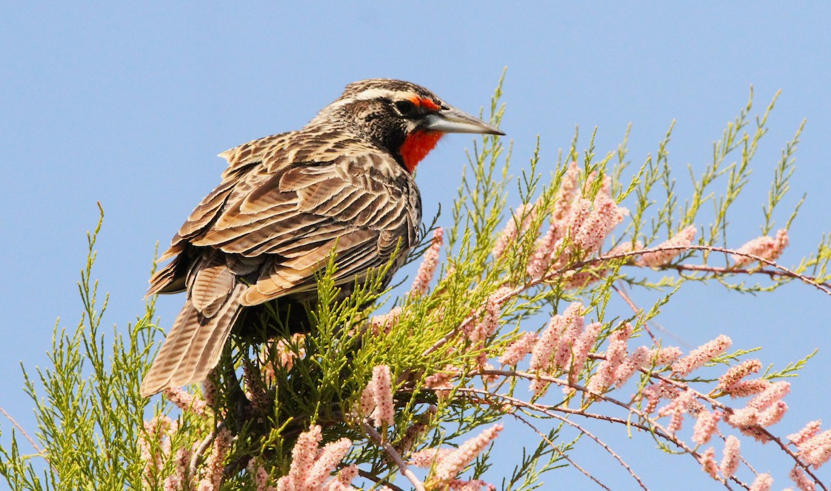 Long-tailed Meadowlark - ML611160846