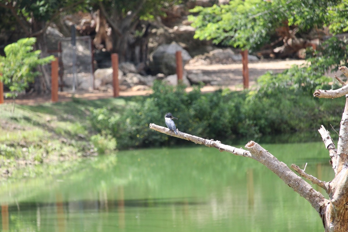 Belted Kingfisher - ML611160898