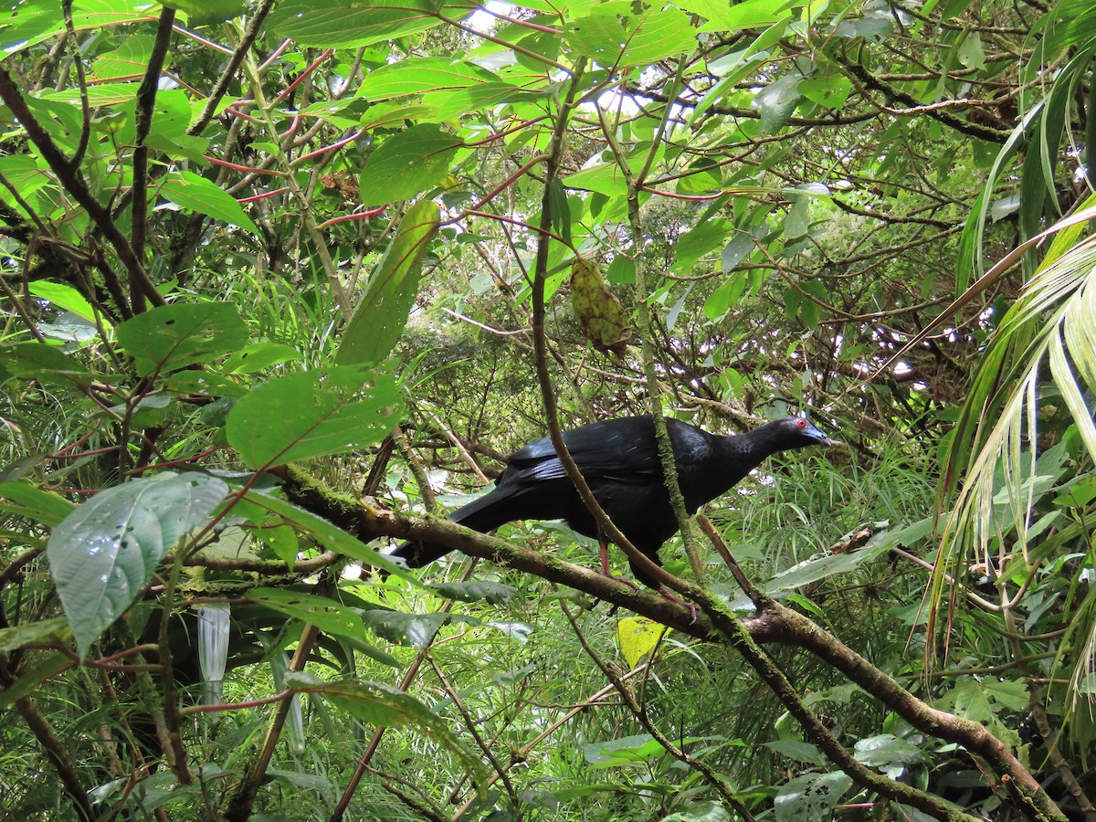 Black Guan - ML611160943