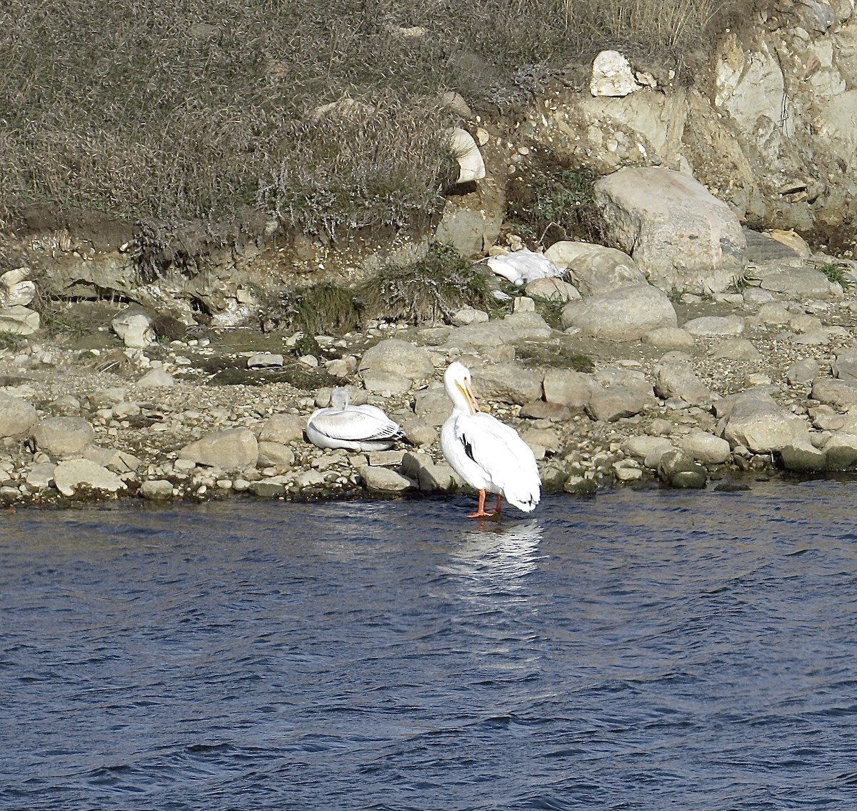 pelikán severoamerický - ML611160973