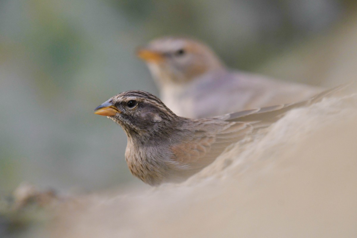 Striolated Bunting - ML611160981