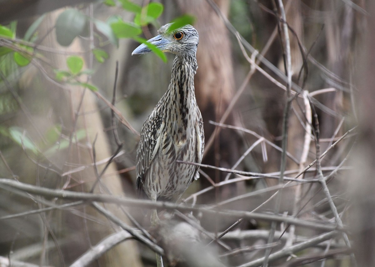 Yellow-crowned Night Heron - ML611160990