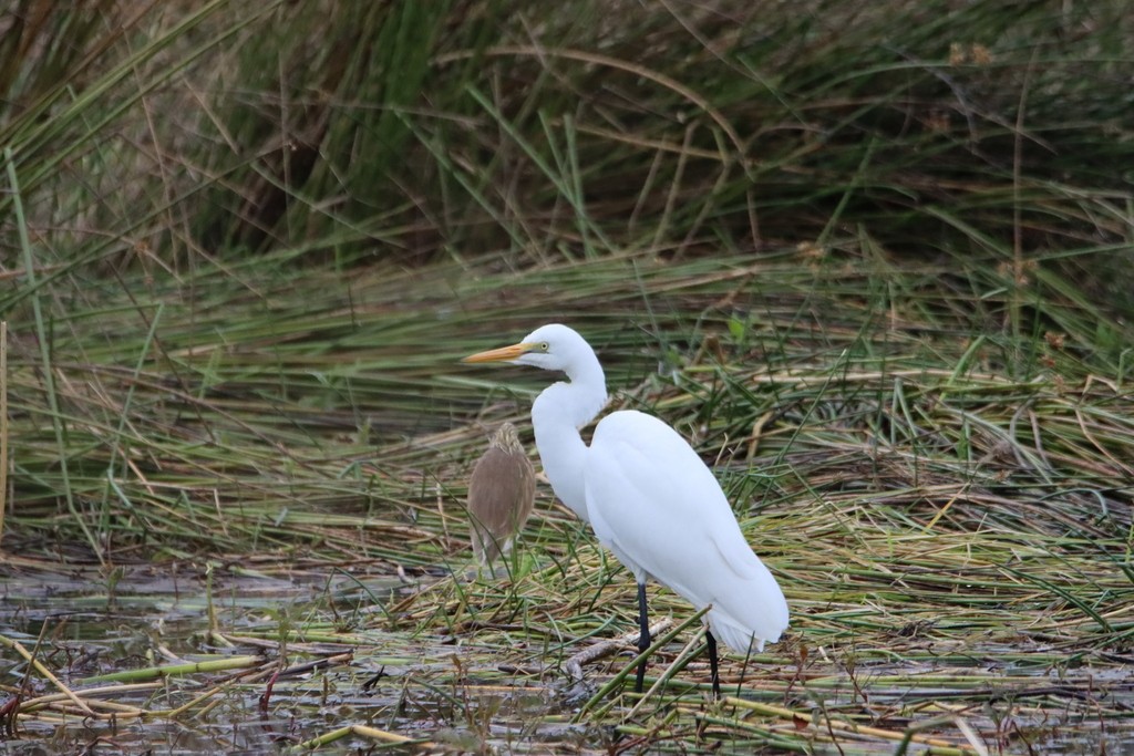 Yellow-billed Egret - Benjamin Zerante