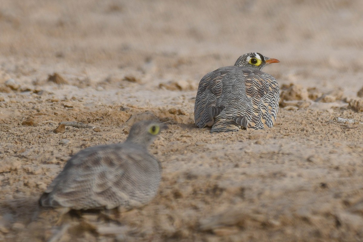 Lichtenstein's Sandgrouse (Lichtenstein's) - ML611161066