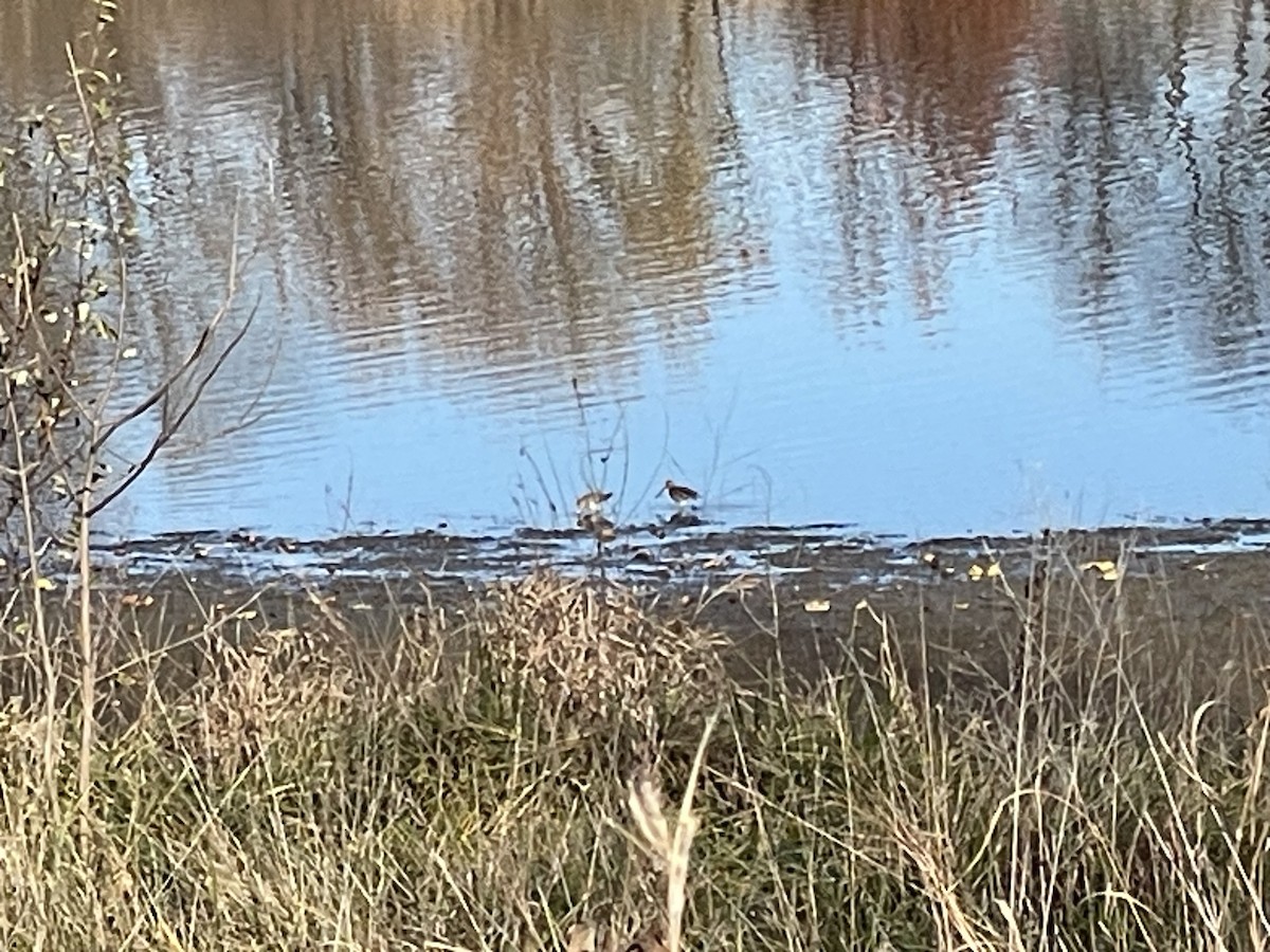 Wilson's Snipe - ML611161093