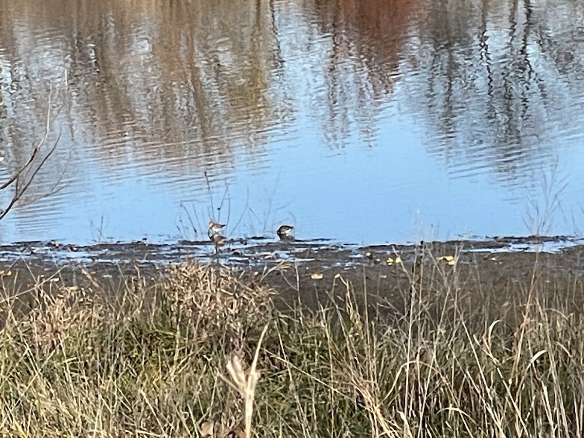 Wilson's Snipe - ML611161094