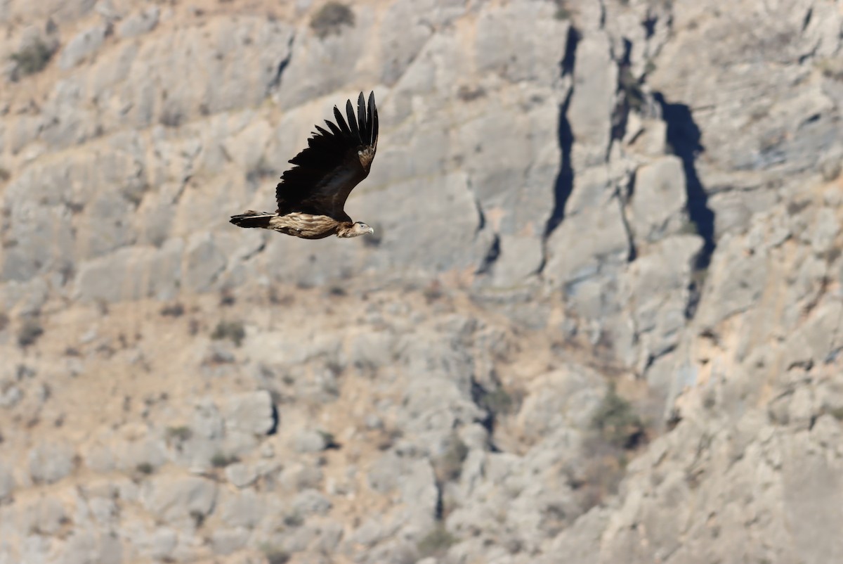 Eurasian Griffon - Timm Bakot Gönner