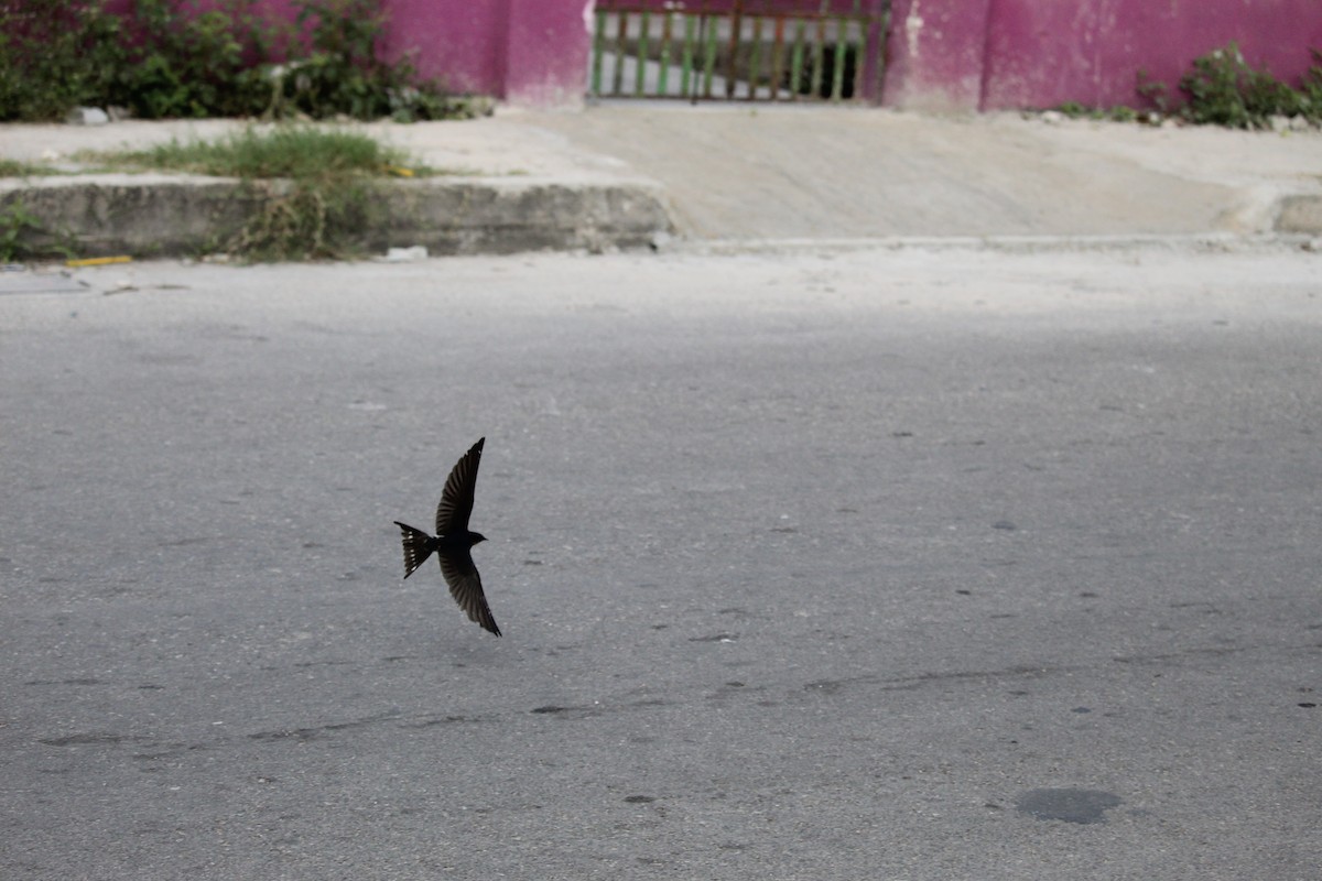 Barn Swallow - ML611161147