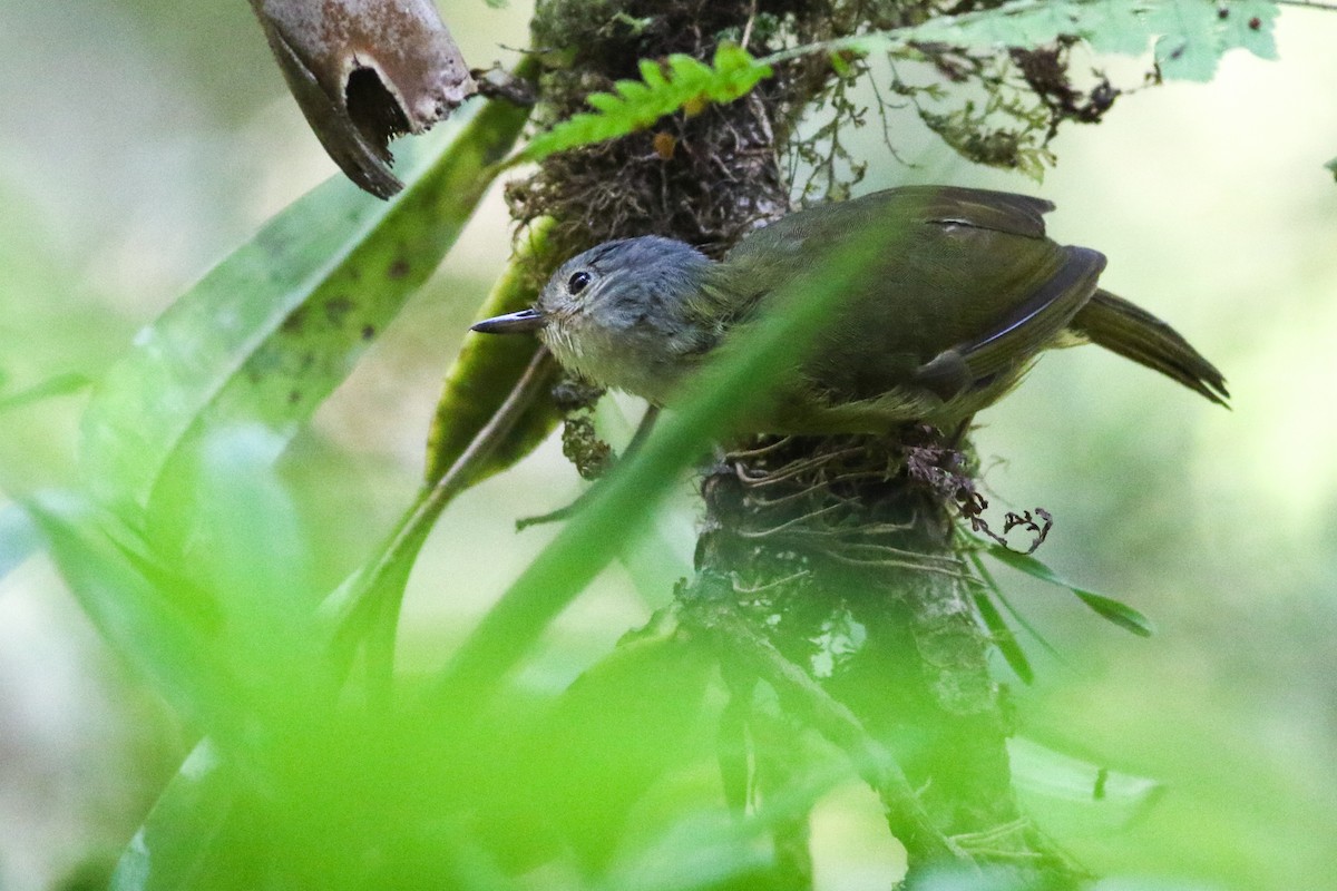 Bulbul Coronigrís - ML611161167