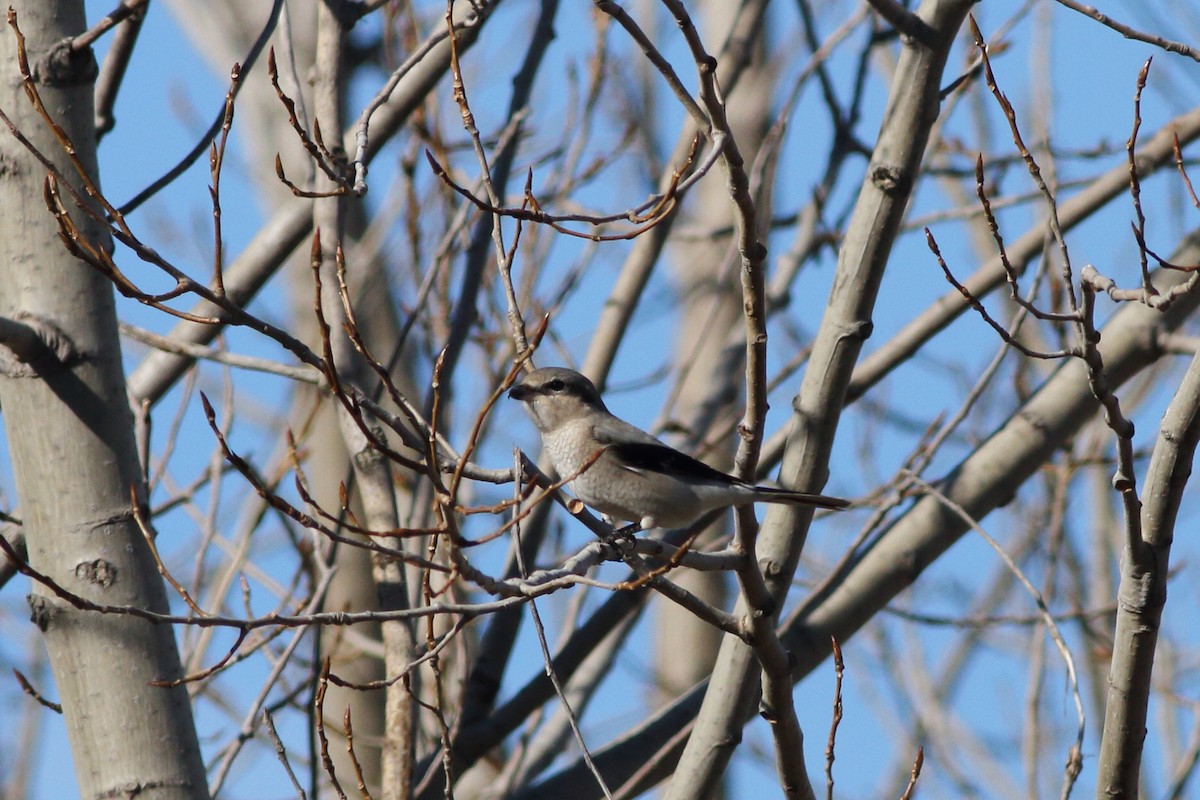 Northern Shrike - ML611161290