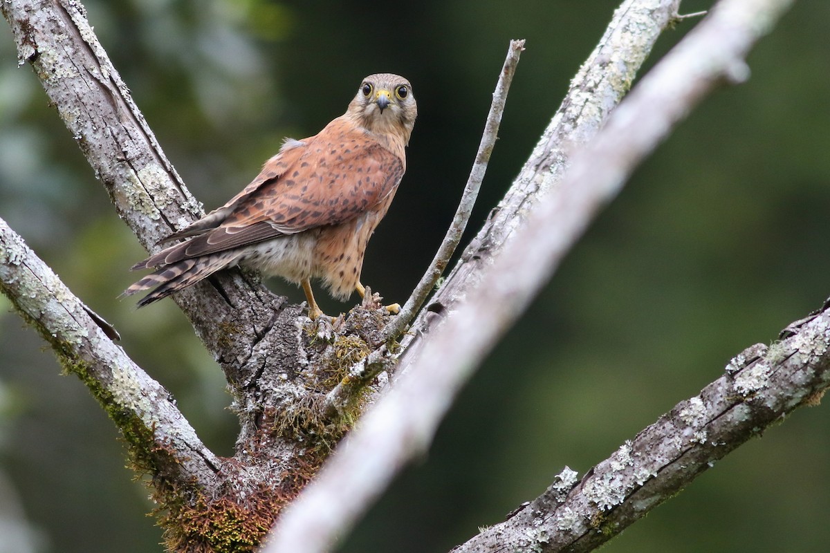 Malagasy Kestrel - ML611161316