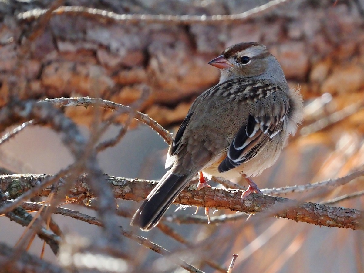 White-crowned Sparrow - ML611161432