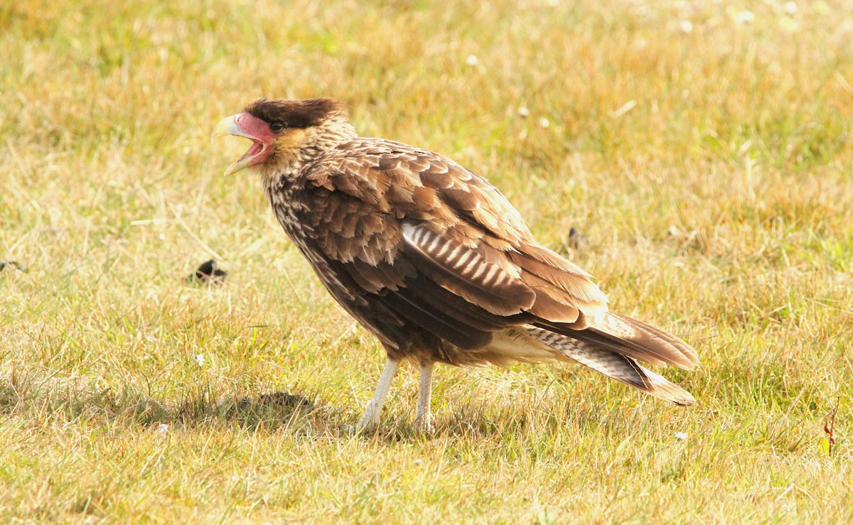 Crested Caracara (Southern) - ML611161448