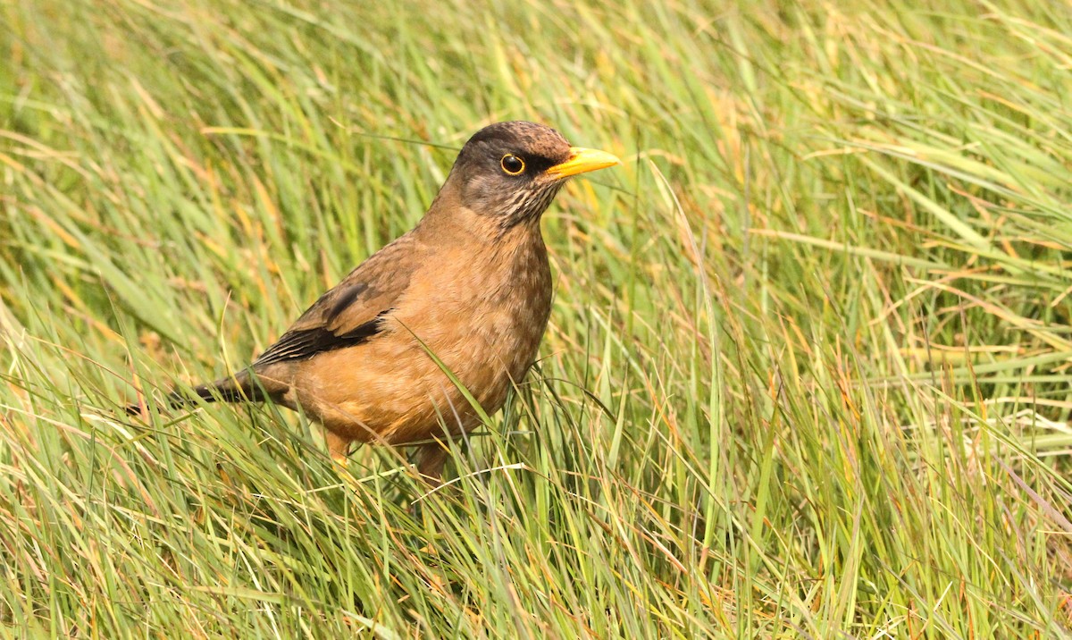 Austral Thrush (Falkland) - ML611161537