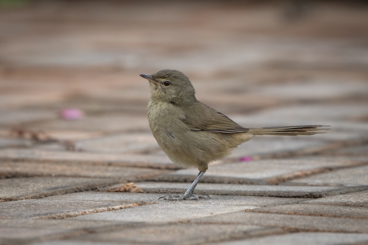 Malagasy Brush-Warbler - Graham Gerdeman