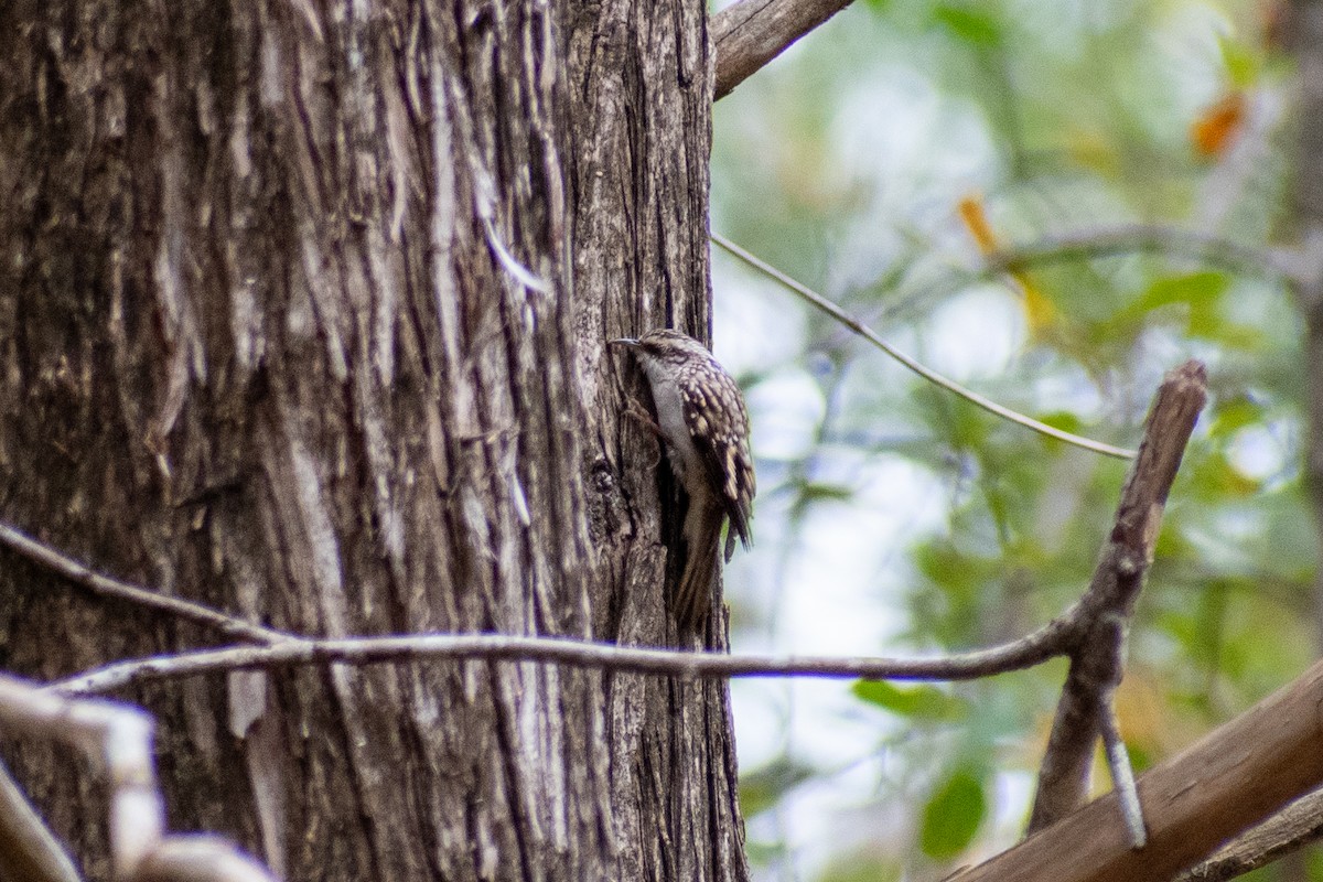 Brown Creeper - ML611161726