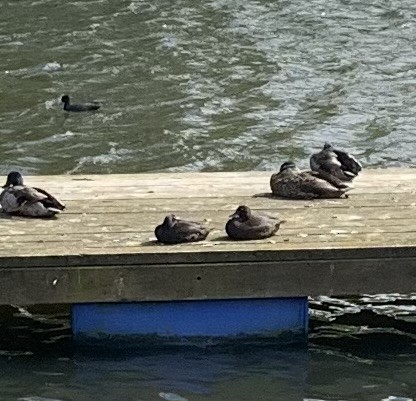 New Zealand Scaup - ML611161739