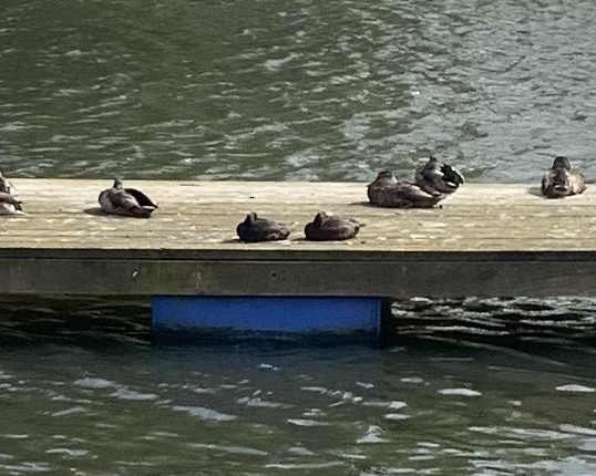 New Zealand Scaup - Josiah Ensing