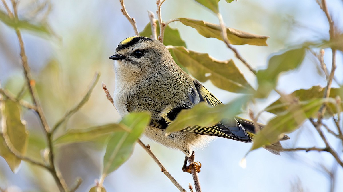 Golden-crowned Kinglet - ML611161793