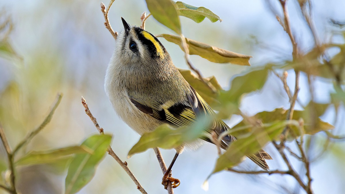 Golden-crowned Kinglet - ML611161795