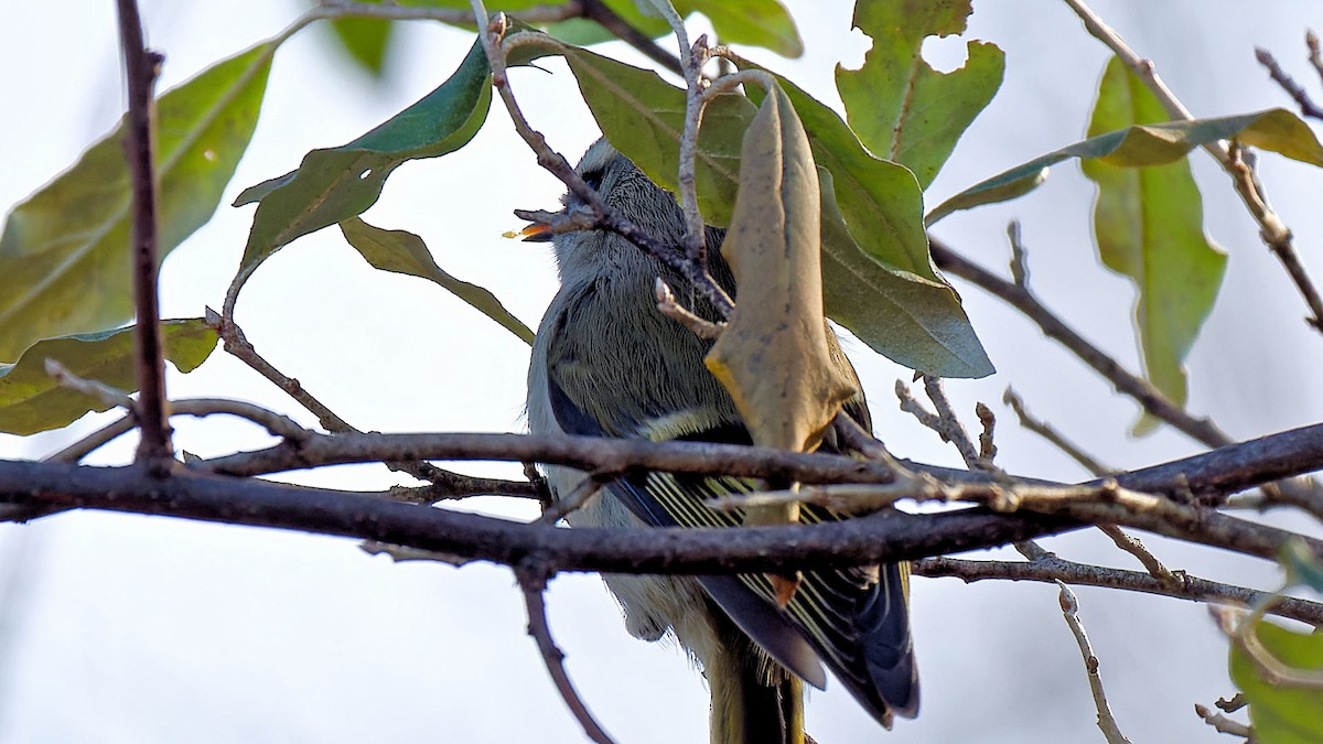 Golden-crowned Kinglet - ML611161796