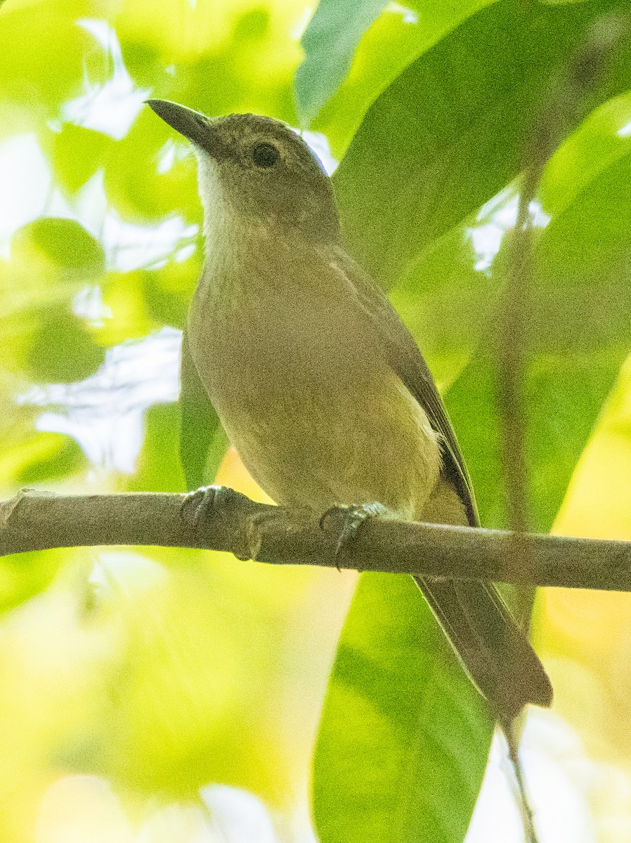 Arafura Shrikethrush - ML611161864